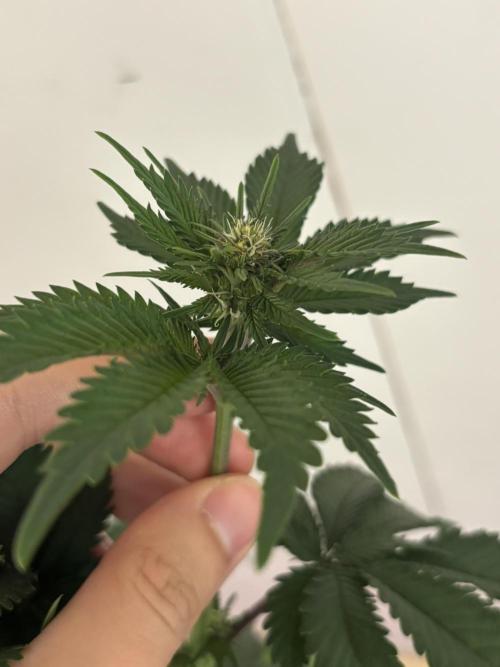 Nana Glue & Pink Milk. Week 9