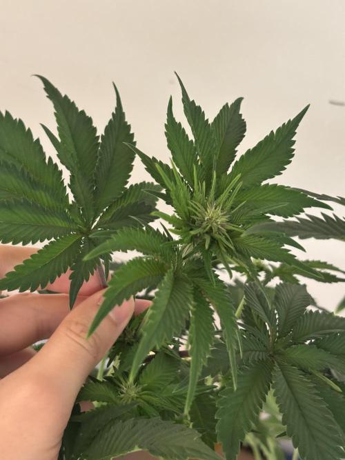 Nana Glue & Pink Milk. Week 9