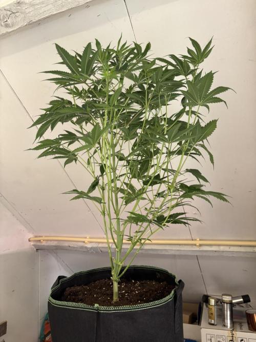 Nana Glue & Pink Milk. Week 9