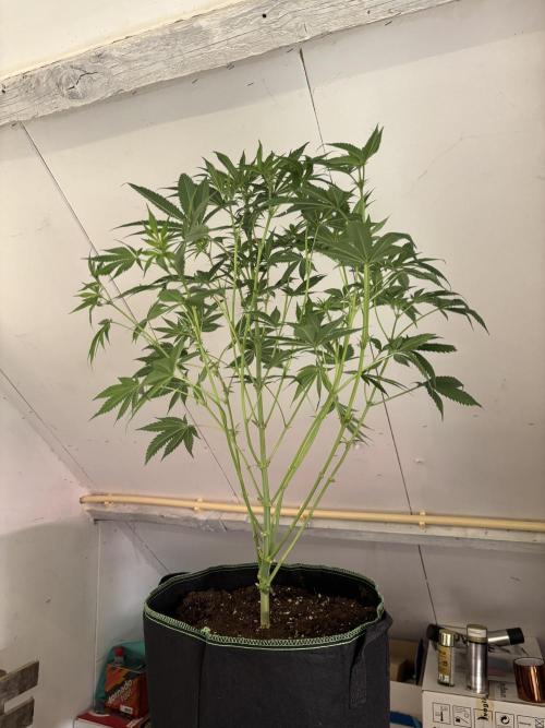 Nana Glue & Pink Milk. Week 9
