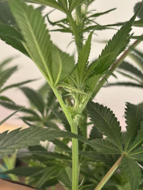 Nana Glue & Pink Milk. Week 9