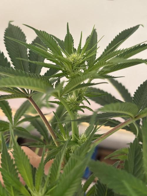 Nana Glue & Pink Milk. Week 9