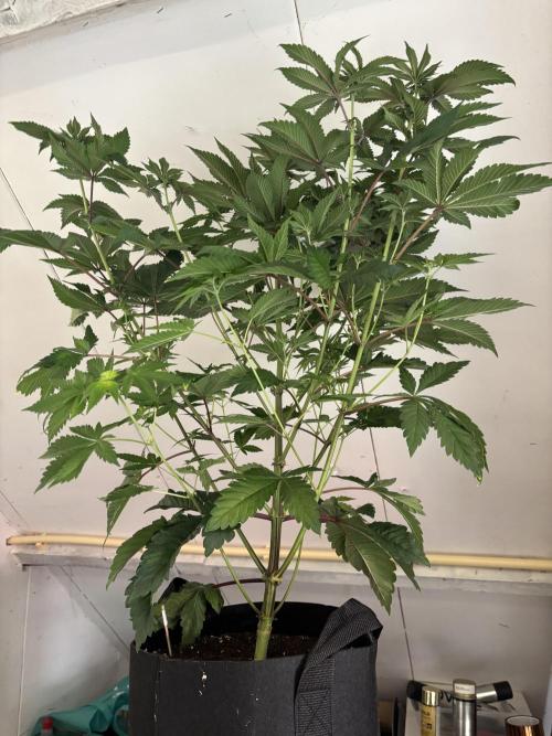 Nana Glue & Pink Milk. Week 9