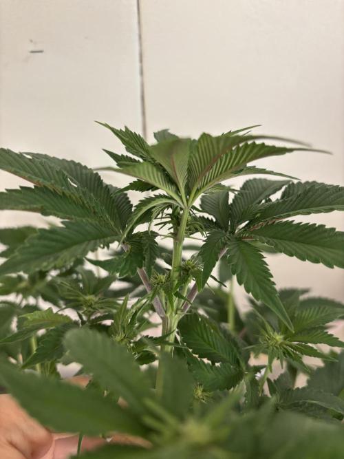 Nana Glue & Pink Milk. Week 9