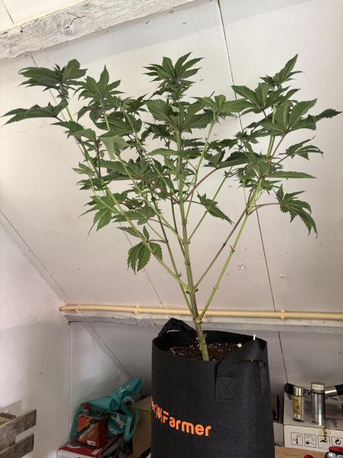 Nana Glue & Pink Milk. Week 9
