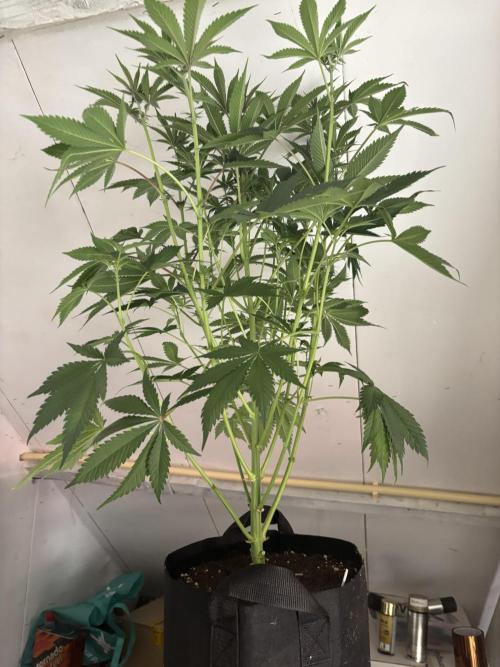 Nana Glue & Pink Milk. Week 9