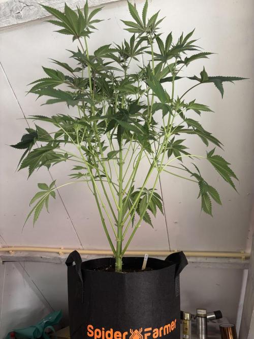 Nana Glue & Pink Milk. Week 9