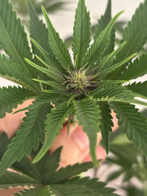 Nana Glue & Pink Milk. Week 9