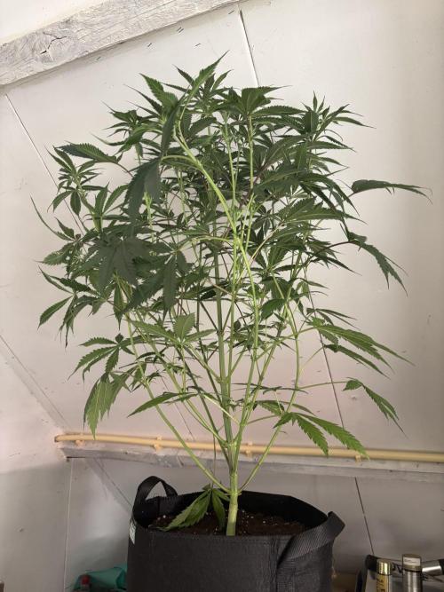 Nana Glue & Pink Milk. Week 9