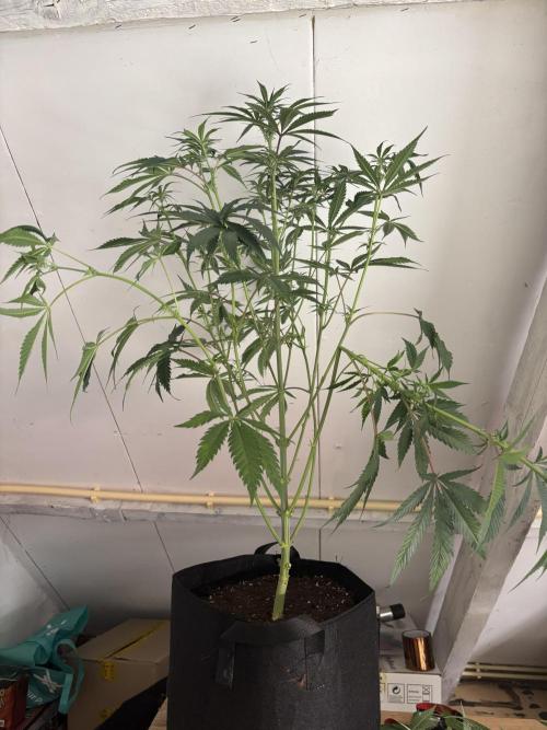 Nana Glue & Pink Milk. Week 9