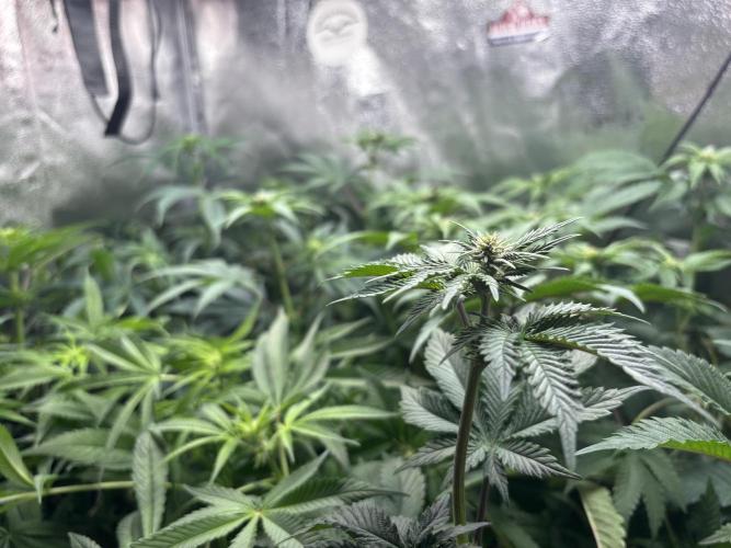 Nana Glue & Pink Milk. Week 9