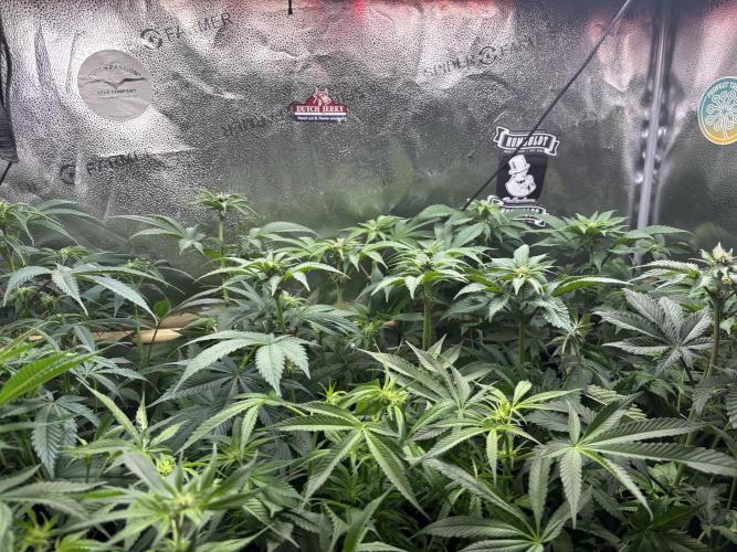 Nana Glue & Pink Milk. Week 9