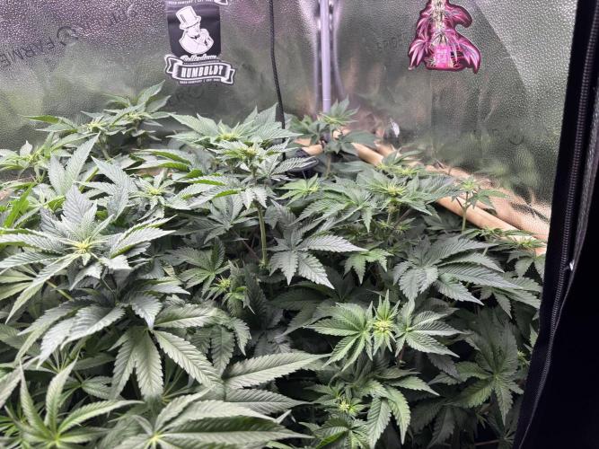 Nana Glue & Pink Milk. Week 8