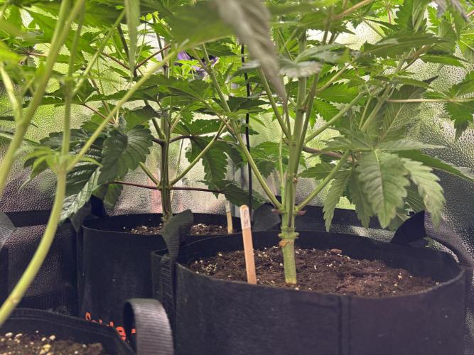 Nana Glue & Pink Milk. Week 8