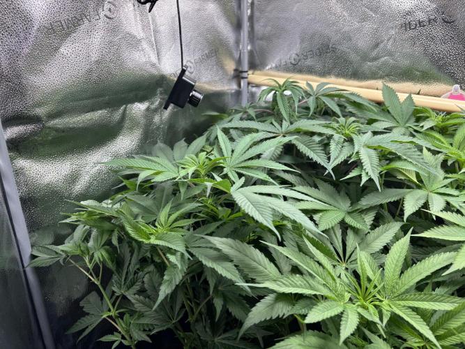 Nana Glue & Pink Milk. Week 8