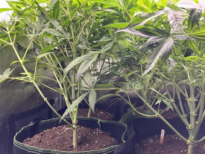 Nana Glue & Pink Milk. Week 8