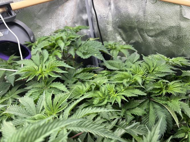Nana Glue & Pink Milk. Week 7