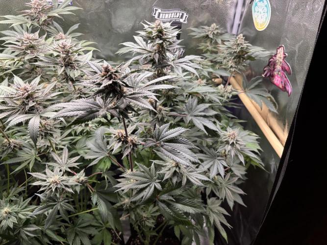 Nana Glue & Pink Milk. Week 13