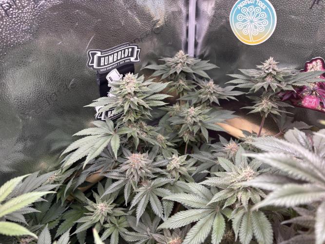 Nana Glue & Pink Milk. Week 13