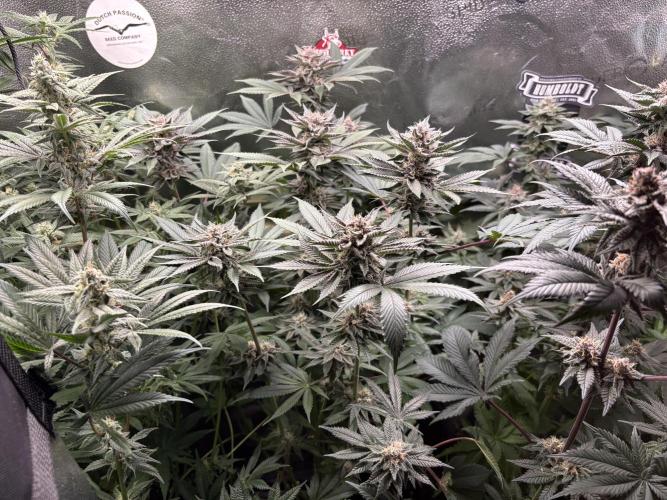 Nana Glue & Pink Milk. Week 13
