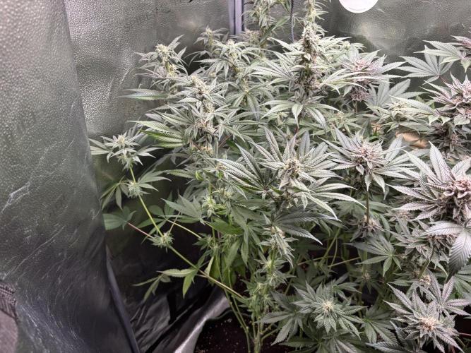 Nana Glue & Pink Milk. Week 13