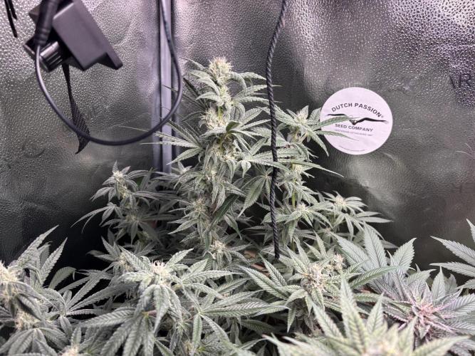 Nana Glue & Pink Milk. Week 13