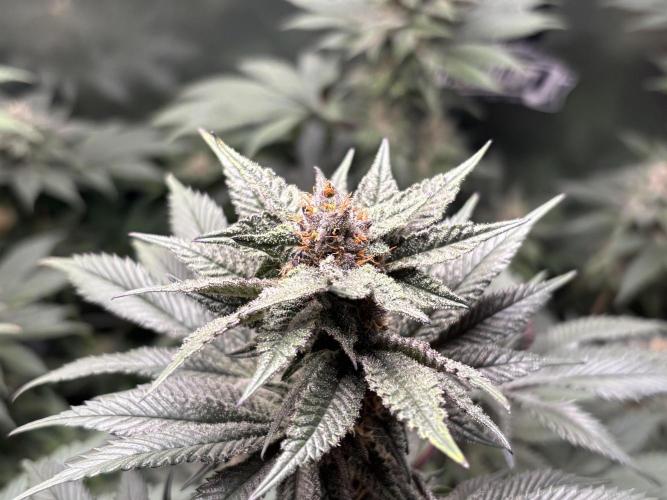 Nana Glue & Pink Milk. Week 13
