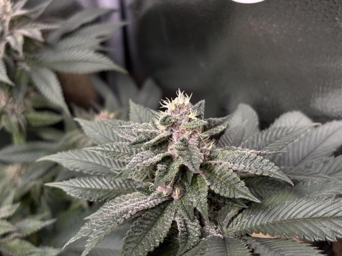 Nana Glue & Pink Milk. Week 13