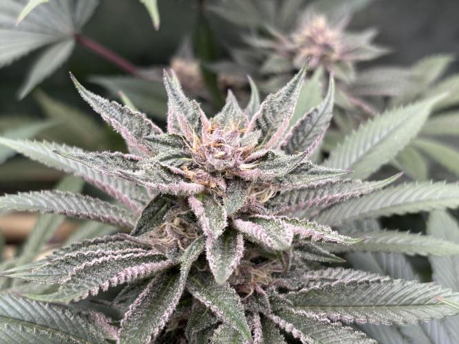 Nana Glue & Pink Milk. Week 13