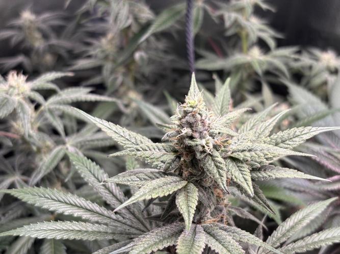 Nana Glue & Pink Milk. Week 13