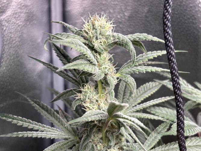 Nana Glue & Pink Milk. Week 13