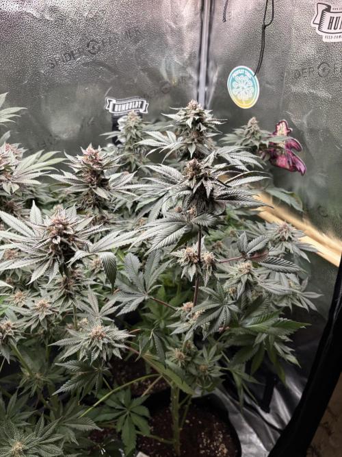 Nana Glue & Pink Milk. Week 14
