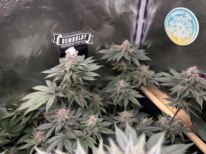 Nana Glue & Pink Milk. Week 14