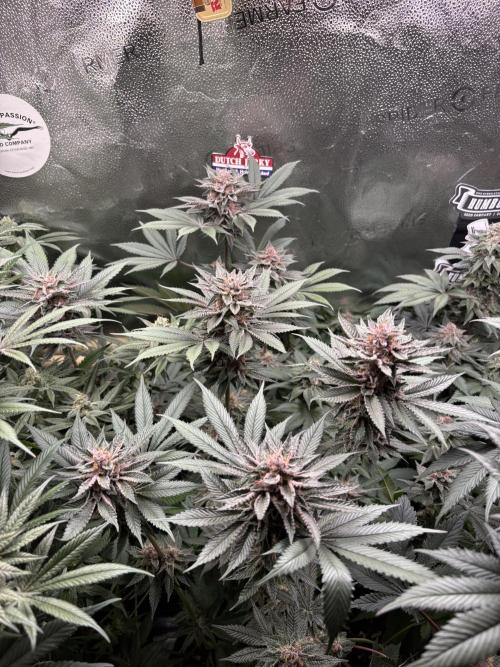 Nana Glue & Pink Milk. Week 14