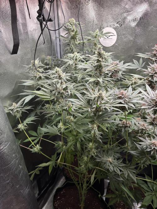 Nana Glue & Pink Milk. Week 14