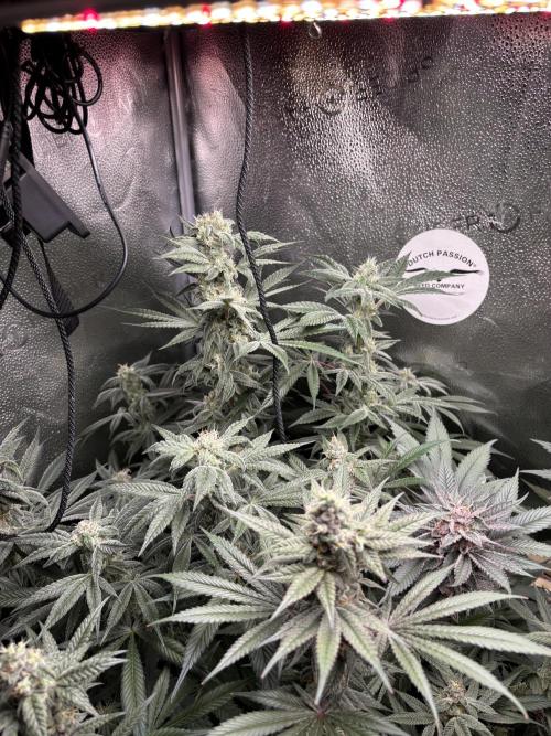 Nana Glue & Pink Milk. Week 14