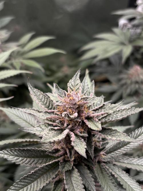 Nana Glue & Pink Milk. Week 14