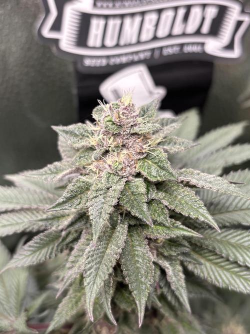 Nana Glue & Pink Milk. Week 14