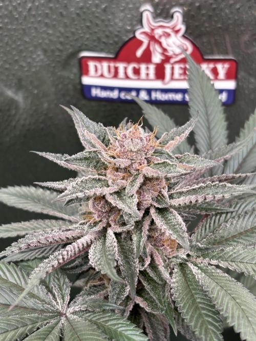 Nana Glue & Pink Milk. Week 14