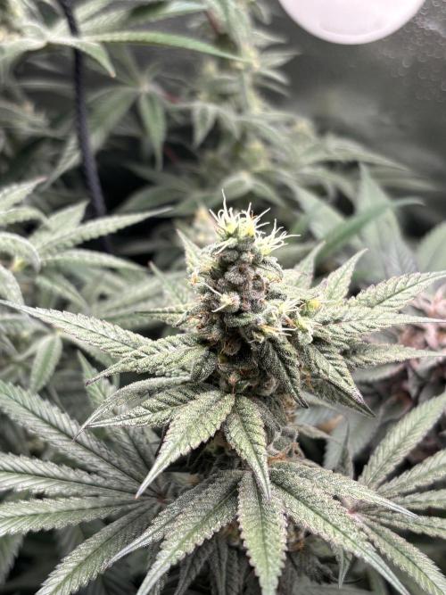 Nana Glue & Pink Milk. Week 14