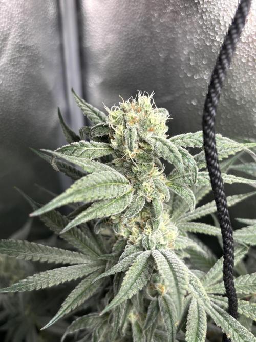 Nana Glue & Pink Milk. Week 14