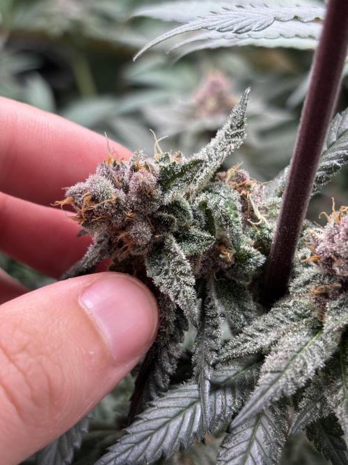 Nana Glue & Pink Milk. Week 14