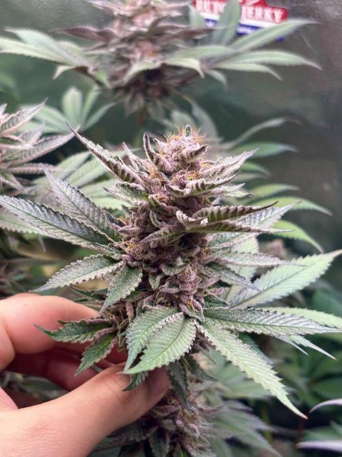 Nana Glue & Pink Milk. Week 14