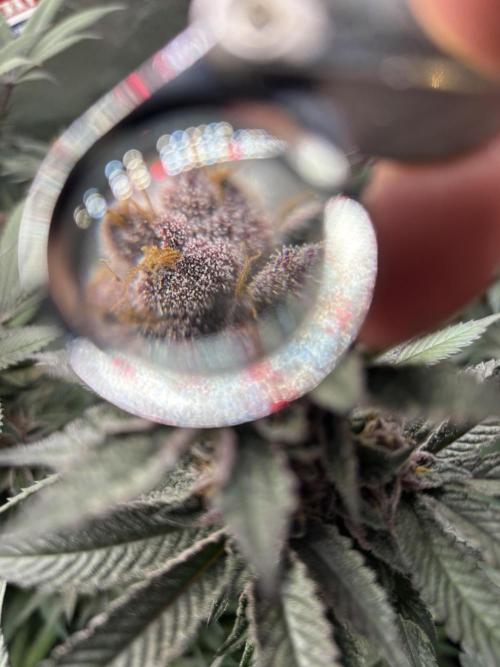 Nana Glue & Pink Milk. Week 14