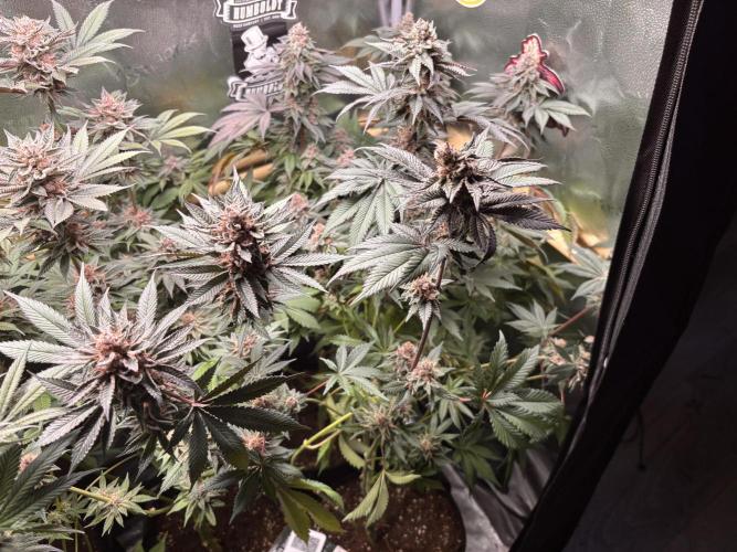 Nana Glue & Pink Milk. Week 15