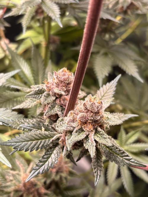 Nana Glue & Pink Milk. Week 15