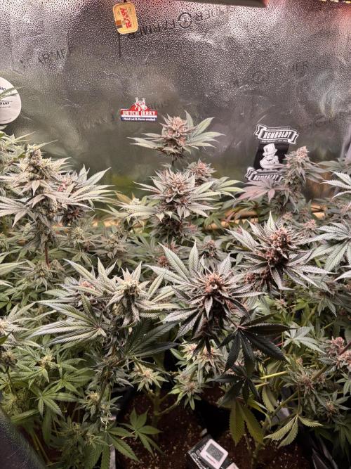 Nana Glue & Pink Milk. Week 15