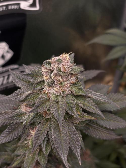 Nana Glue & Pink Milk. Week 15