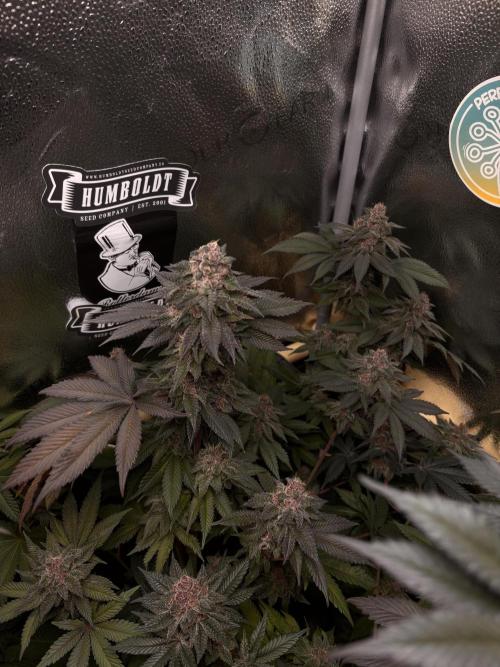 Nana Glue & Pink Milk. Week 15