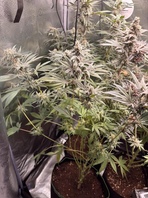 Nana Glue & Pink Milk. Week 15